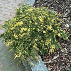 Микробиота Карнавал C3 25-30cm