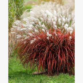 МИСКАНТУС ЛЕДИ ИН РЕД