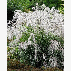 МИСКАНТУС СИЛЬВЕР ШАРМ