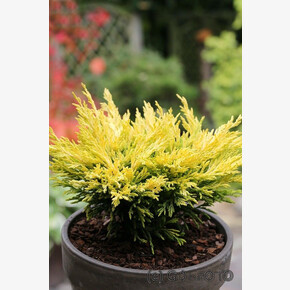 Можжевельник Лайм Глоу C3 20-25cm