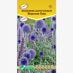 Мордовник шароголовый Морские Ежи/ Евросемена