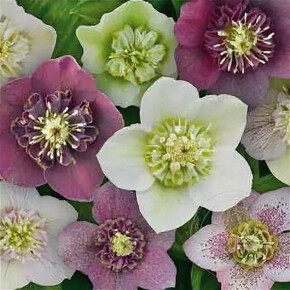 морозник Анемон микс смесь окрасок кассета/черенок/шт