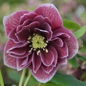 морозник ДАБЛ РЕД УАЙТ ЭДЖ кассета/черенок/шт