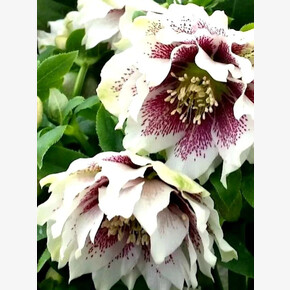 морозник ДАБЛ УАЙТ СПОТТЕД кассета/черенок/шт