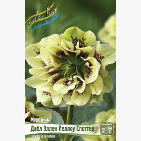 МОРОЗНИК ДАБЛ ЭЛЛЕН ЙЕЛЛОУ СПОТТЕД