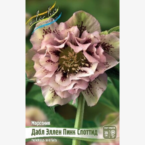 МОРОЗНИК ДАБЛ ЭЛЛЕН ПИНК СПОТТИД