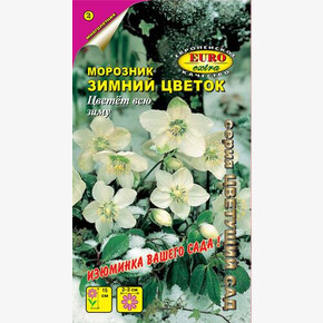 Морозник Зимний цветок / Аэлита