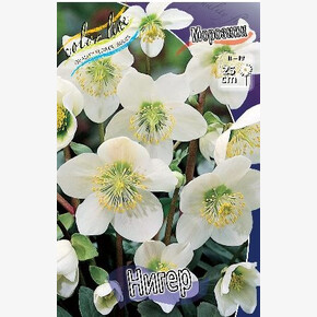 МОРОЗНИК НИГЕР