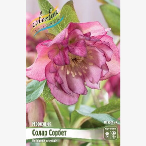 МОРОЗНИК СОЛАР СОРБЕТ