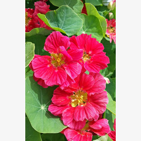 Настурция Вишневая роза/ Евросемена