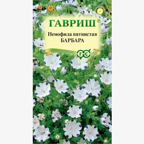 Немофила Барбара/ Гавриш