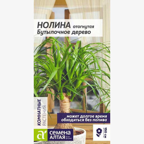 Нолина Бутылочное Дерево/ Семена Алтая