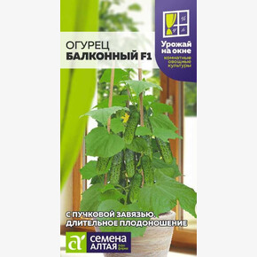 Огурец Балконный F1/Сем Алт/цп 5 шт. УРОЖАЙ НА ОКНЕ!
