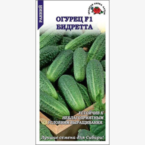 Огурец Бидретта /Сотка/ 10 шт/рн.10-12см./