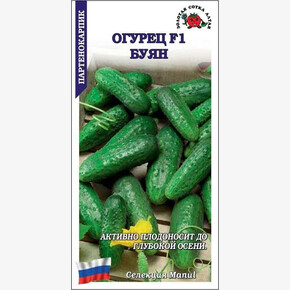 Огурец Буян /Сотка