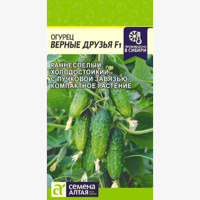 Огурец Верные друзья/ Семена Алтая/цп 5 шт.