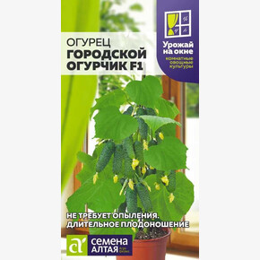 Огурец Городской Огурчик F1/Сем Алт/цп 5 шт. УРОЖАЙ НА ОКНЕ!