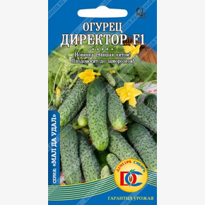огурец Директор F1 /5 шт ДемСиб/ Nunhems Голландия