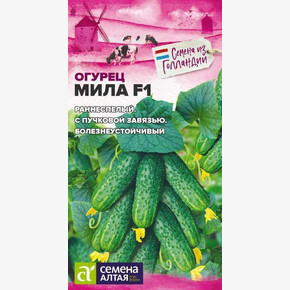 Огурец Мила/ Семена Алтая 5 шт.