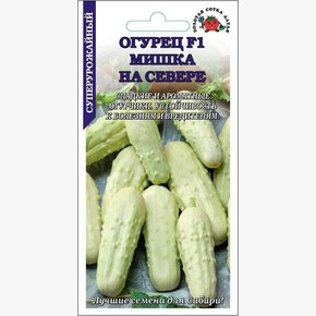 Огурец Мишка на севере /Сотка