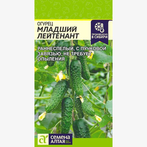 Огурец Младший Лейтенант/ Семена Алтая 5 шт.