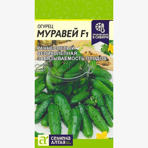 Огурец Муравей/ Семена Алтая 5 шт.