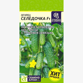 Огурец Селедочка/ Семена Алтая/цп 5 шт.
