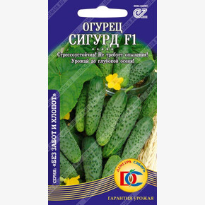 огурец Сигурд F1 /5 шт ДемСиб/ Enza Zaden Голландия
