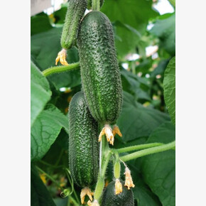 Огурец Уралец 8шт/ Агросемтомс