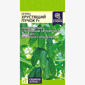Огурец Хрустящий Пучок/Семена Алтая/цп 5 шт.