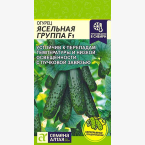 Огурец Ясельная Группа/ Семена Алтая 5 шт.!