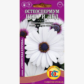 Остеоспермум Небо и Лед /10 шт Дем Сиб/