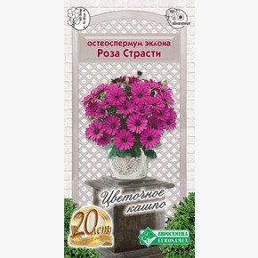 Остеоспермум Роза Страсти 3шт/ Евросемена
