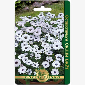 Остеоспермум Санни Вайт/ Биотехника