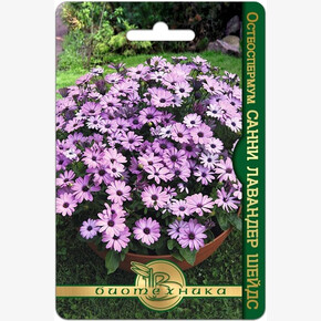 Остеоспермум Санни Лавандер Шейдс/ Биотехника/ 2025ПАРТ