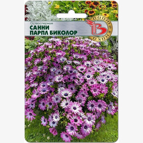 Остеоспермум Санни Парпл/ Биотехника