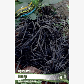 ОФИОПОГОН НИГЕР