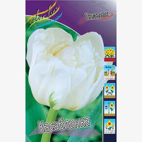 ОЧИТОК УАЙЛДФАЙР *SunSparkler