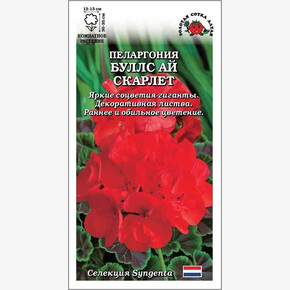 Пеларгония Буллс Ай Скарлет /Сотка/ 3 шт