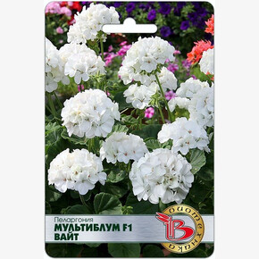 Пеларгония Мультиблум Вайт /Биотехника/