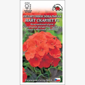 Пеларгония Найт Скарлет / Сотка