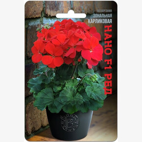 Пеларгония Нано Ред/ Биотехника