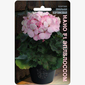 Пеларгония Нано Эплблоссом/ Биотехника