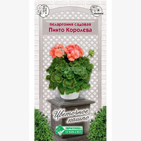 Пеларгония ПИНТО КОРОЛЕВА 3 шт/ Евросемена