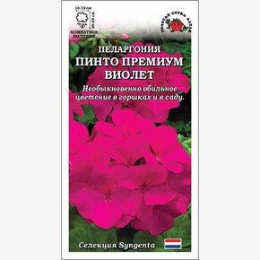 Пеларгония Пинто Премиум Виолетт /Сотка/ 3 шт