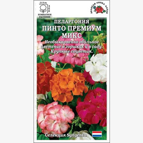 Пеларгония Пинто Премиум Микс /Сотка/ 3шт/ смесь h-35см d-15см Syngenta