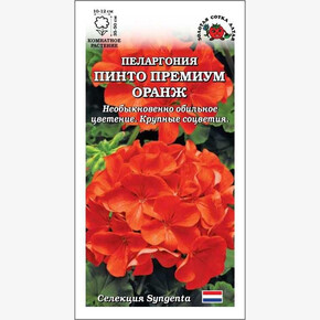 Пеларгония Пинто Премиум Оранж /Сотка/ 3 шт