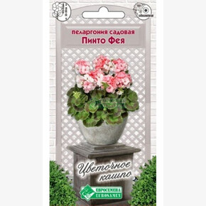 Пеларгония ПИНТО ФЕЯ 3 шт/ Евросемена