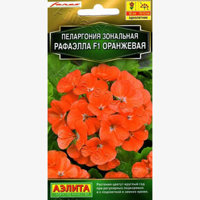 Пеларгония Рафаэлла Оранжевая/ Аэлита