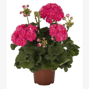 пеларгония Survivor Rosalinda (Сурвивор Розалинда) махровая розебудная